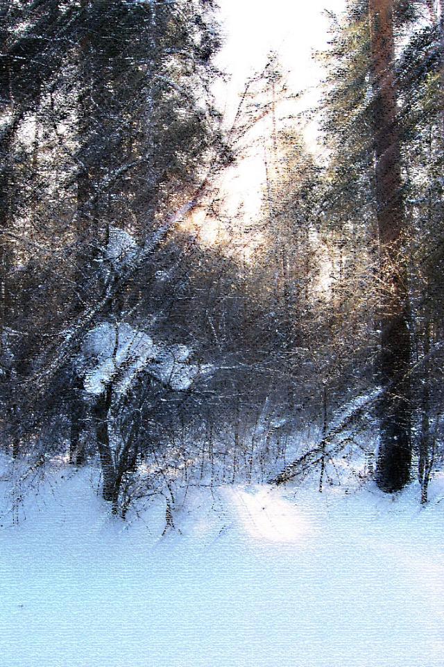 Морозный дремучий лес в Сибири