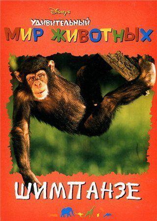 Удивительный мир животных. Шимпанзе
