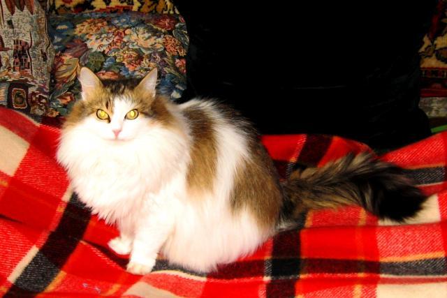 Большой  сибирский кот Феня