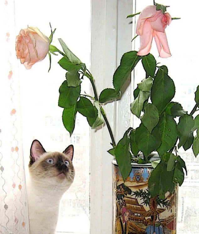 Фифа очень любит цветы!